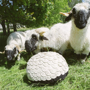 Blacknose - Sheep Stool